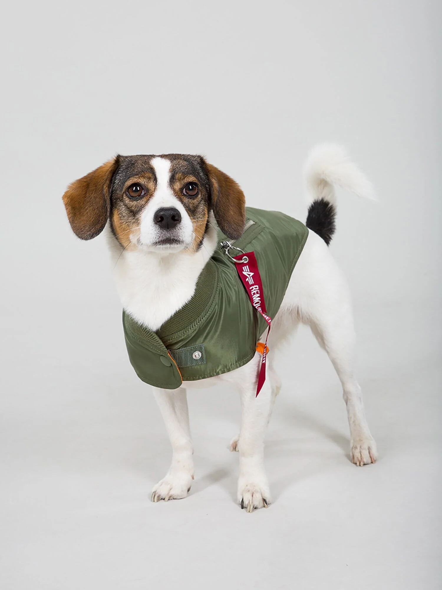 DOG MA-1 NYLON FLIGHT JACKET - Image 8